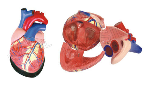 Jumbo Heart Model