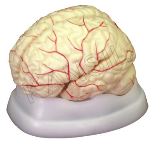 Brain with Arteries Model