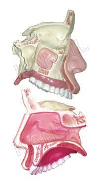 Model of the Anatomical Nasal Cavity Model