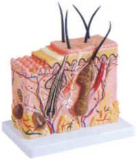 Skin Block Model