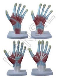 Palm Anatomy Model