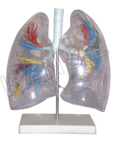 Model of the Transparent Lung Segment Model