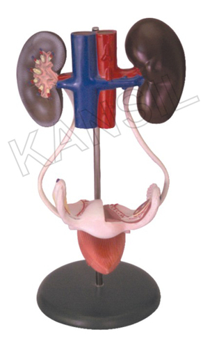 Female Urogenital System Teaching Model - Application: Medical Education And Anatomical Study