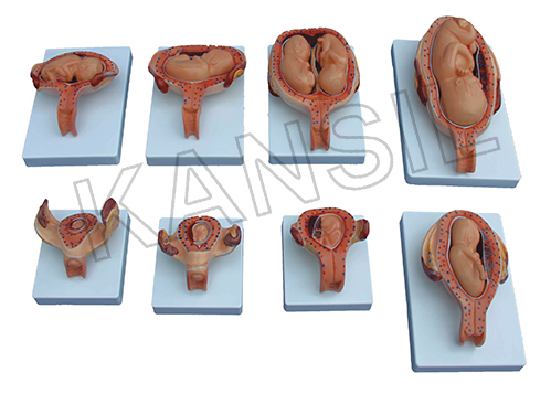 The Development Process of Fetus (Half Size)