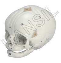 Human Fetal Skull Model