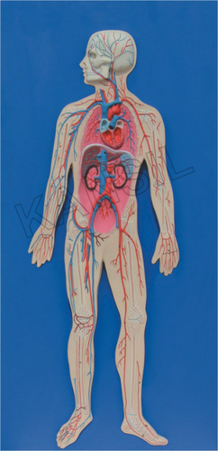 Human Circulatory System model