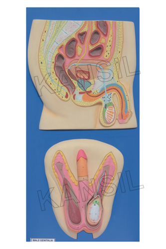 Human Reproductive System Male Model  Human Excret