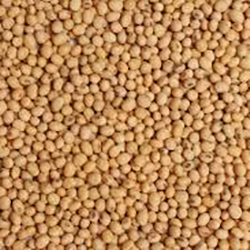 Sorghum