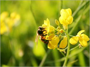 Mustard Honey - Derived from Mustard Flowers, PF Scale 18 to 85 mm, Low Acid Content, Crystallized with Natural Flavor, Ideal for Chefs and Diabetes Patients