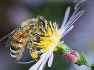 Forest Honey