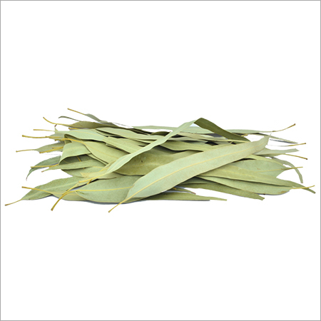 Eucalyptus Leaves - Dried Leaves from Eucalyptus Globulus, Versatile for Flavoring Sweets, Baked Goods, and Ice Cream - Aromatic Natural Ingredient