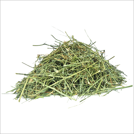 Kalmegh Whole - Dried Whole Plant Powder | Bitter Glucosides, Antioxidants, Traditional Herbal Applications, Blood Purification Properties