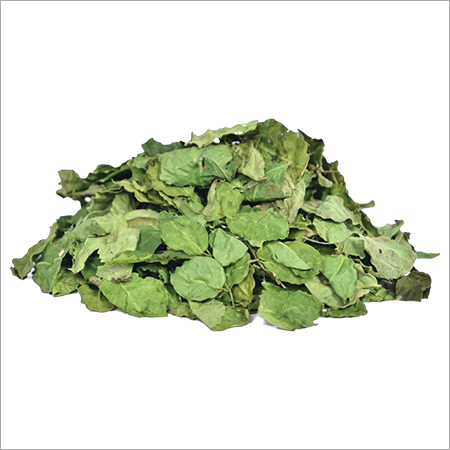 Moringa Leaves - Dried Leaf | Herbal Product Rich in Healing Properties with Essential Amino Acids, Vitamins, and Flavonoids for Traditional Remedies