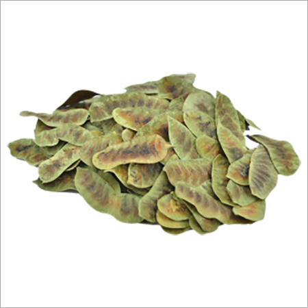 Senna Pods - Dried Pods from Cassia Angustifolia Vahl | Natural Herbal Laxative with Hydroxyanthracene Glycosides and Flavonoids