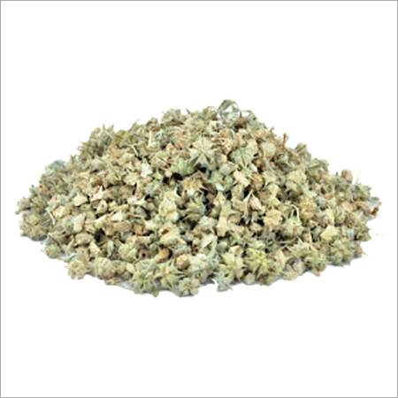 Tribulus Fruits - Dried Fruits | Herbal Product with Saponins, Diosgenin, and Unique Flavonoid Tribuloside for Folk Medicine Applications