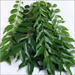 Curry-Leaves