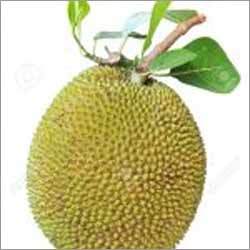 Jackfruit