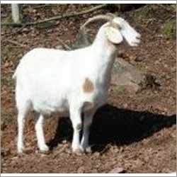 Goat