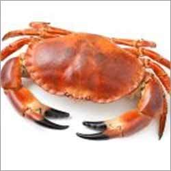 Crab