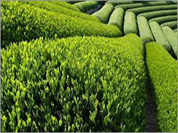 Fresh Green Tea