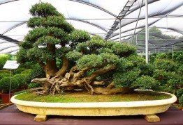 Bonsai Plants