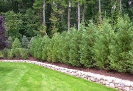 Artificial Plants And Trees