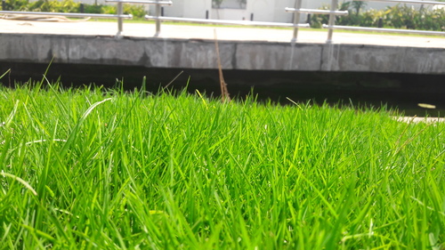 Natural Lawn Grass
