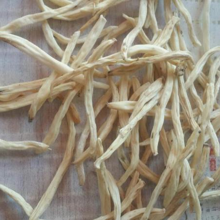 Safed Musli