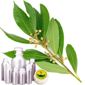 Bay Leaf Oil Purity: 100%