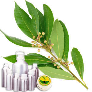 Bay leaf Oil