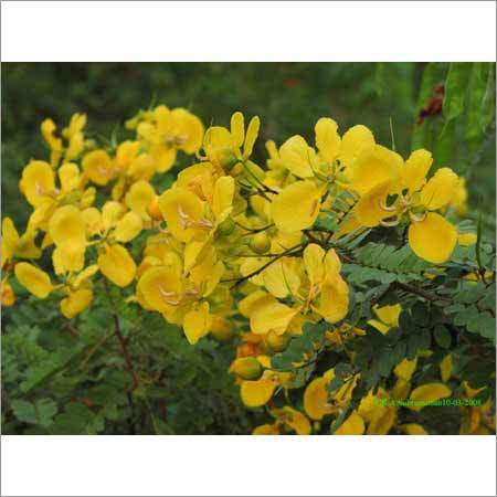 Avarampoo Flower