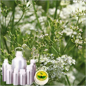 Caraway Egypt Oil