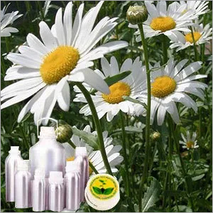 Chamomile Wild Oil Morocco Chamomile Wild Oil Morocco