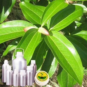 Cinnamon Oil Cinnamon Oil