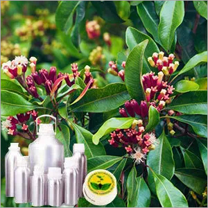 Clove Leaf Oil Clove Leaf Oil