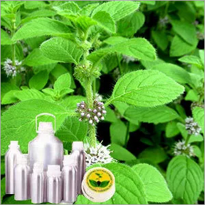 Cornmint Oil Cornmint Oil