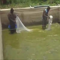 Fish Farming Production - Different Sizes Available | Single Net Knot Design For Versatile Aquaculture Applications