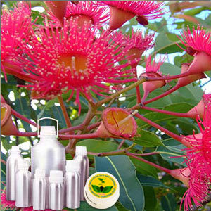 Eucalyptus Globulus Oil