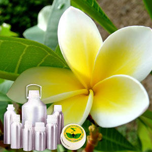 Frangipani Oil