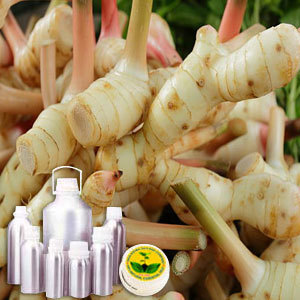 Galangal Oil By INDIA AROMA OILS AND COMPANY