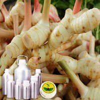 Galangal Oil - Pure Essential Extract | Aromatic, Therapeutic Properties for Culinary and Herbal Applications