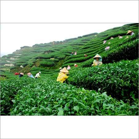 Green Tea Leaves Green Tea Leaves