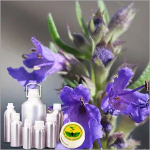 Hyssop Oil By INDIA AROMA OILS AND COMPANY