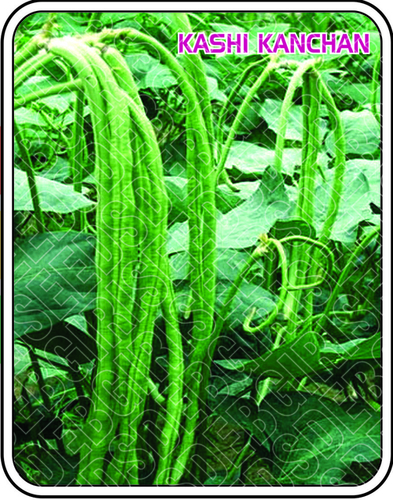 KASHI KANCHAN