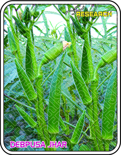 Okra (Bhendi) Seeds