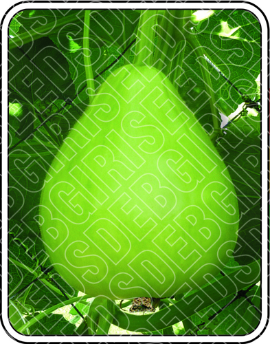 NIKITA SEEDS