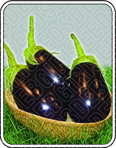AISHA SEEDS