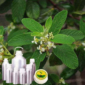 Lippia Origanoides Oil