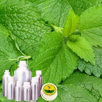 Melissa Oil - Pure Herbal Extract, Naturally Sourced For Aromatherapy And Wellness