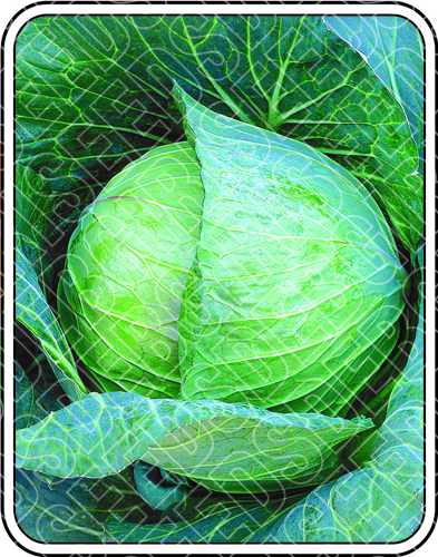 Cabbage Seeds